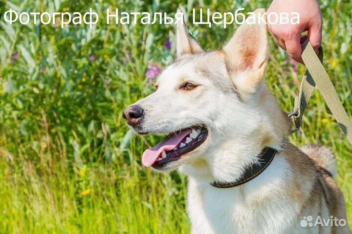 Собака Гретта в добрые руки