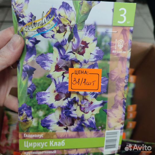 Гладиолусы луковицы