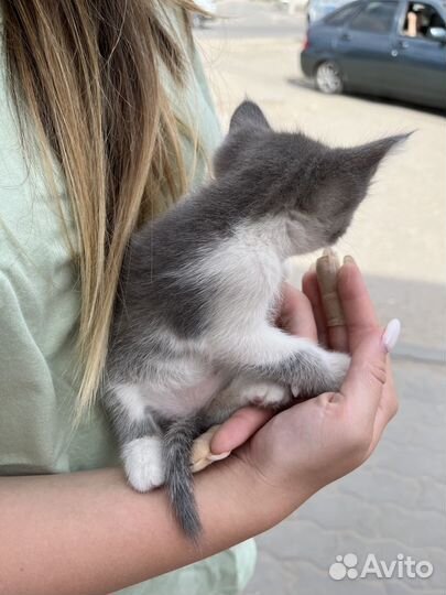 Кот в добрые руки бесплатно мальчик