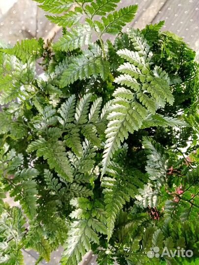 Дендробиум,цимбидиум