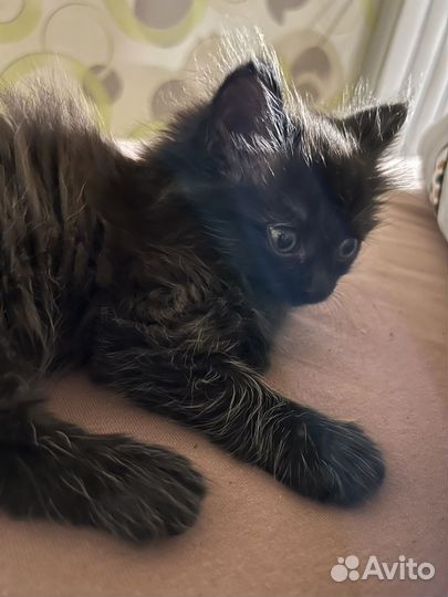 Кошечка в добрые руки