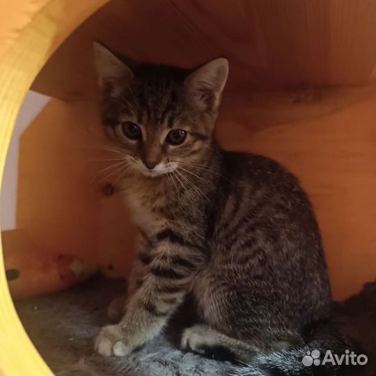 Котенок в дар бесплатно