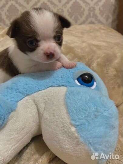 Чихуахуа мини