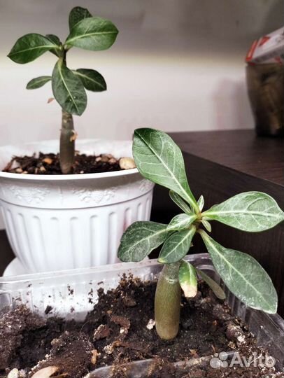 Адениум комнатный баобаб, Эсхинантус редкие цветы