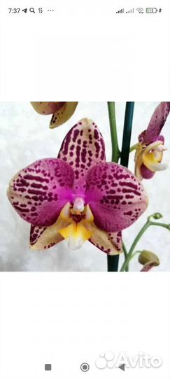 Орхидея фаленопсис