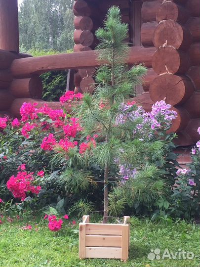 Саженцы кедра сибирского