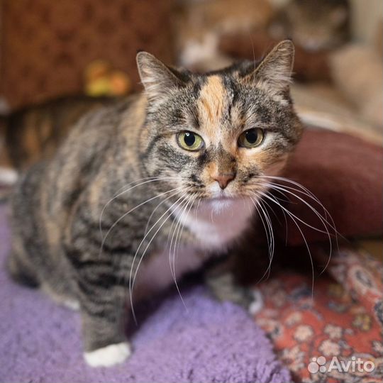 Ручная ласковая с инвалидностью Мила ищет передерж