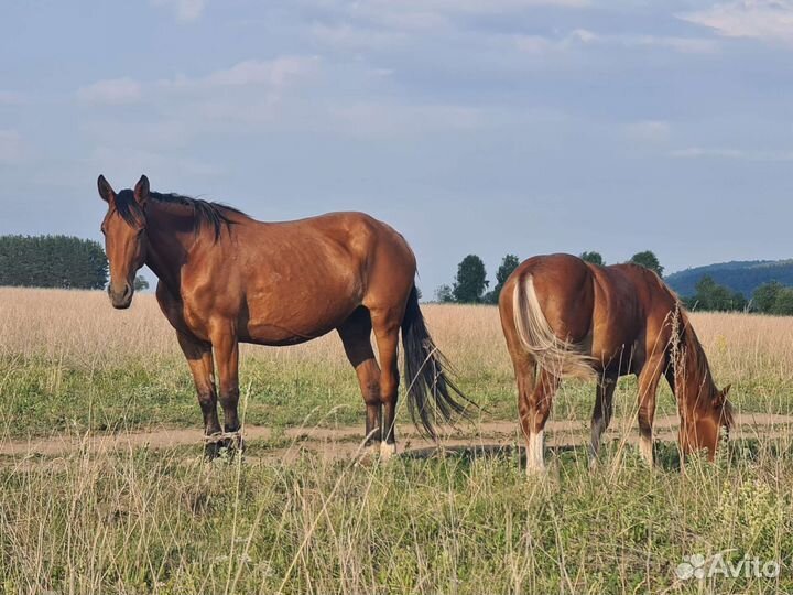 Продается лошадь