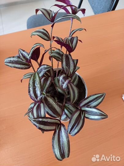 Традесканция зебрина