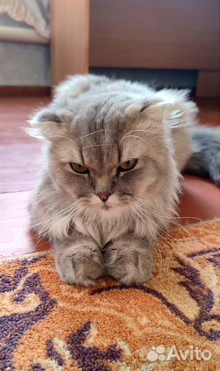 Кот в дар