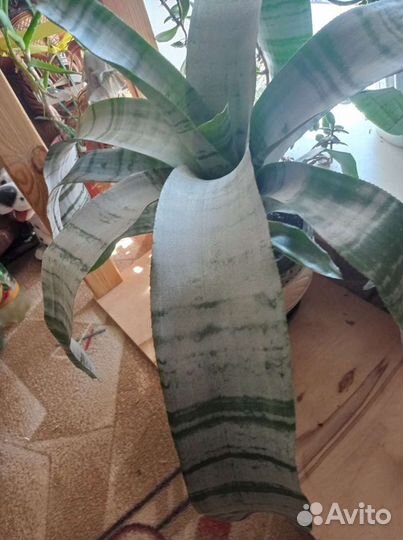 Эхмея полосатая/глиняный горшок