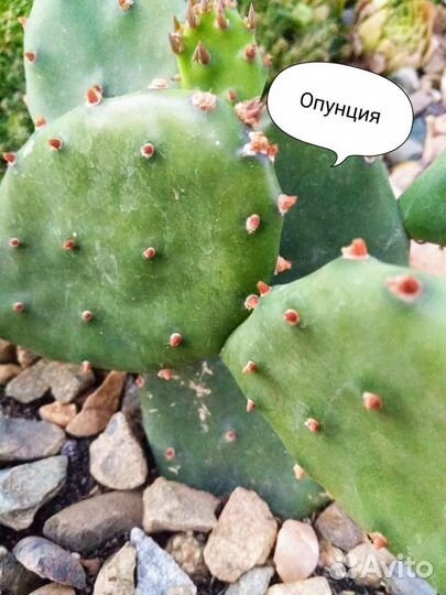 Опунция