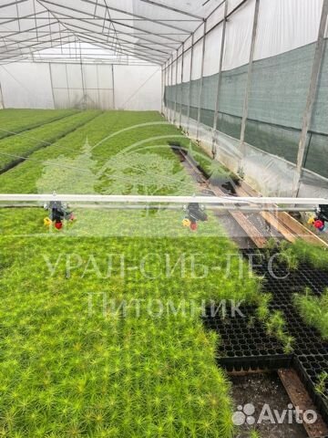 Голубая ель зкс сеянцы для лесовосстановления