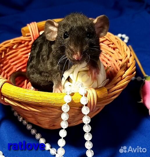 Крысята мальчишки от ratlove