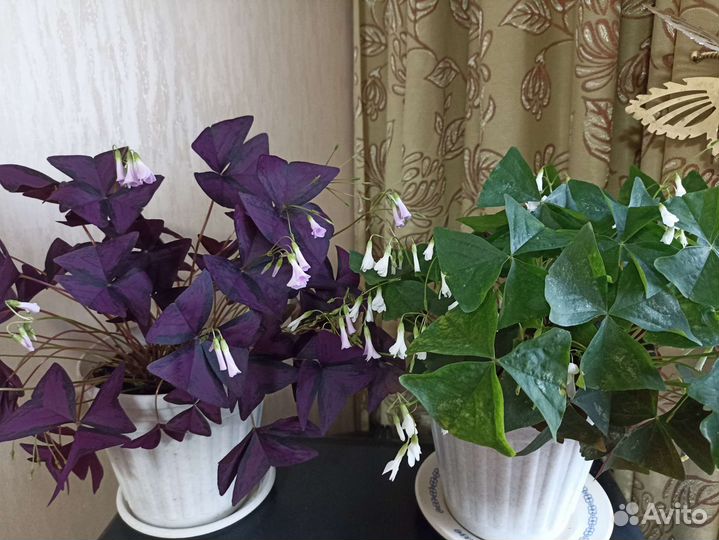 Комнатные цветы