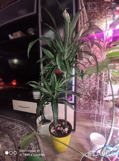 Комнатные цветы драцена