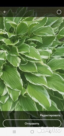 Хоста растение