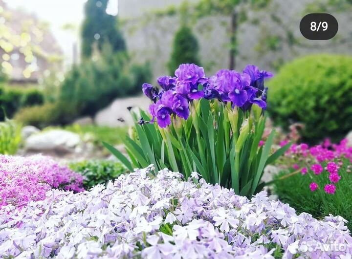 Ирисы карликовые