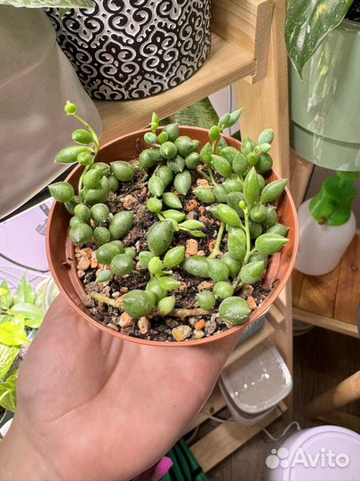 Крестовник