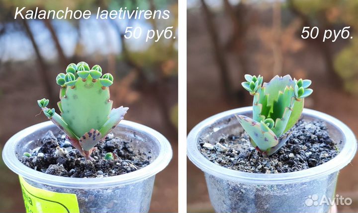 Суккуленты