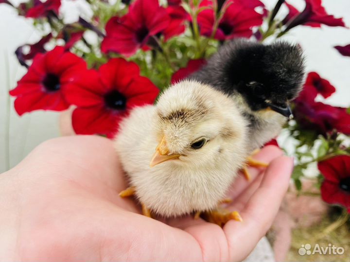 Куры несушки. Оптом. Доминант