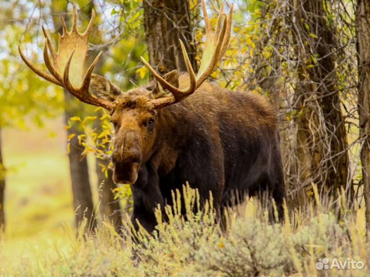 Лосиный навоз