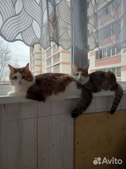 Кошка