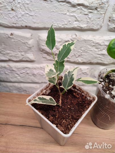 Комнатные цветы фикусы