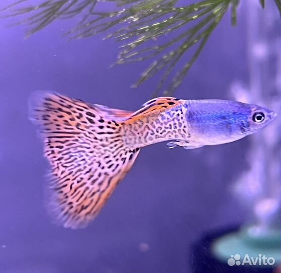 Гуппи чистая линия