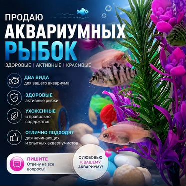 Аквариумные рыбки цихлиды