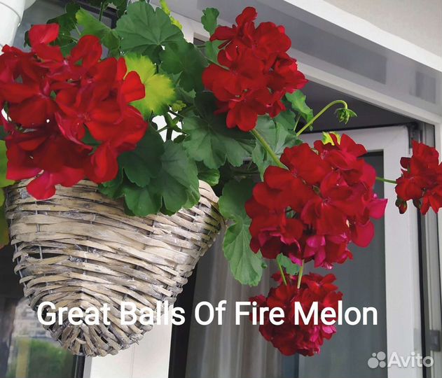 Пеларгония (герань ) сортовая