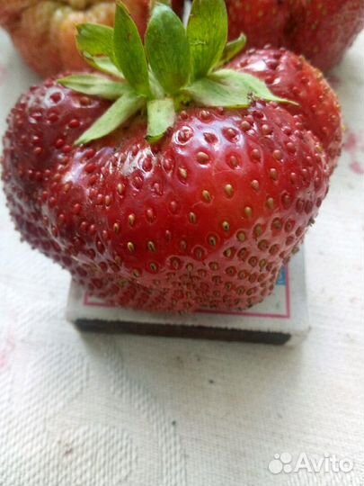 Чамора туруси, Альба, Азия,Купчиха, фестивальная