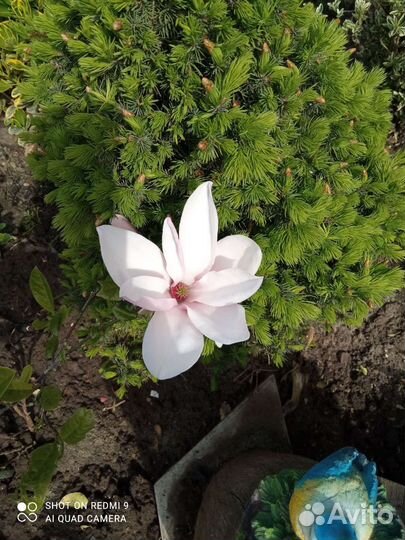 Магнолия Пикчер