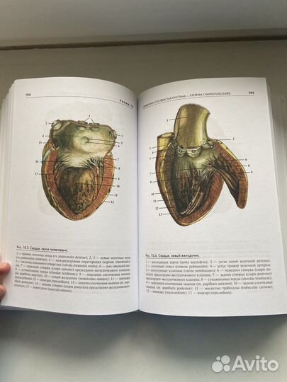 Атлас анатомии человека