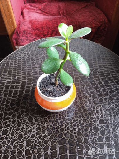 Крассула толстянка