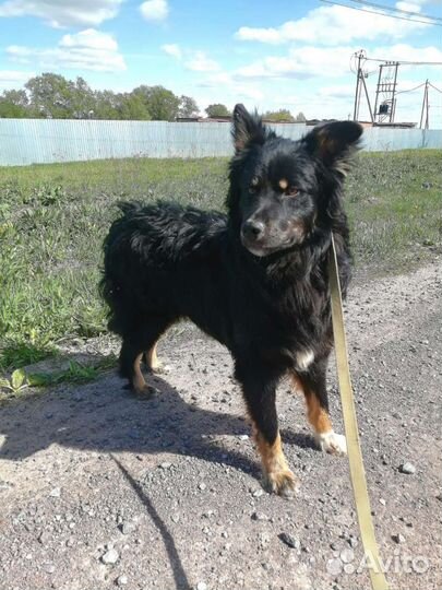 Очень классный молодой пёс ищет дом в добрые руки