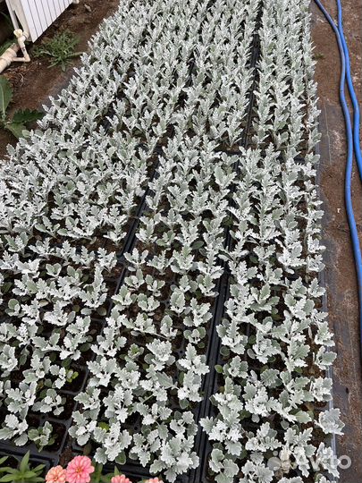 Однолетники