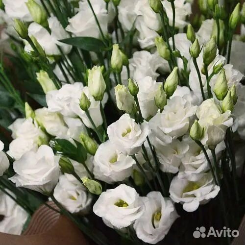 Букет эустомы Доставка