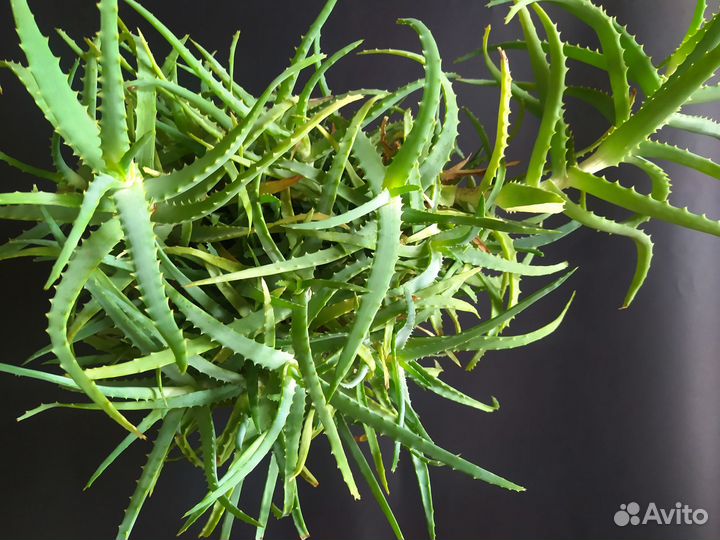 Алоэ столетник целебный