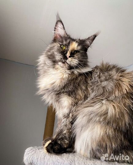 Мейн-кун кошка