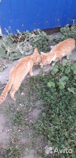 Бездомные котята