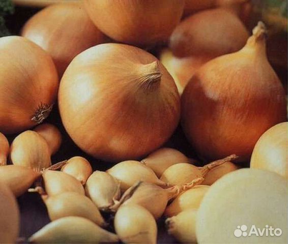 Лук севок сенчик Штутгарден купить в Набережных Челнах | Товары для ...