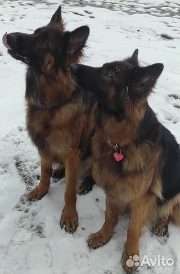 Щенки немецкой овчарки длинношерстной