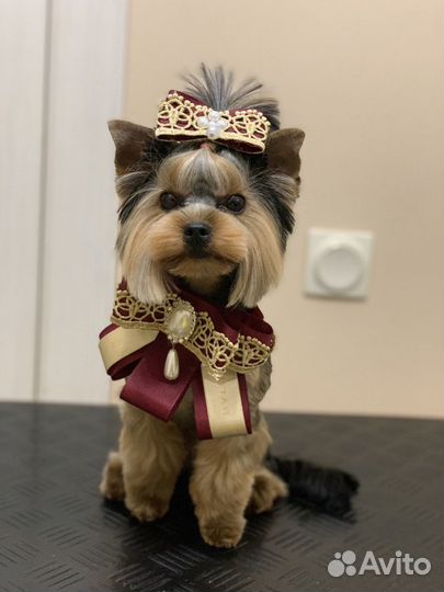 Стрижка животных