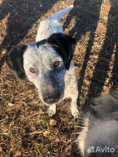 Кобелек ищет дом