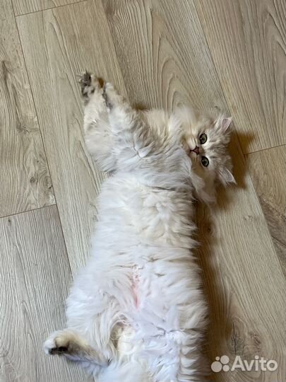 Кот шотландец