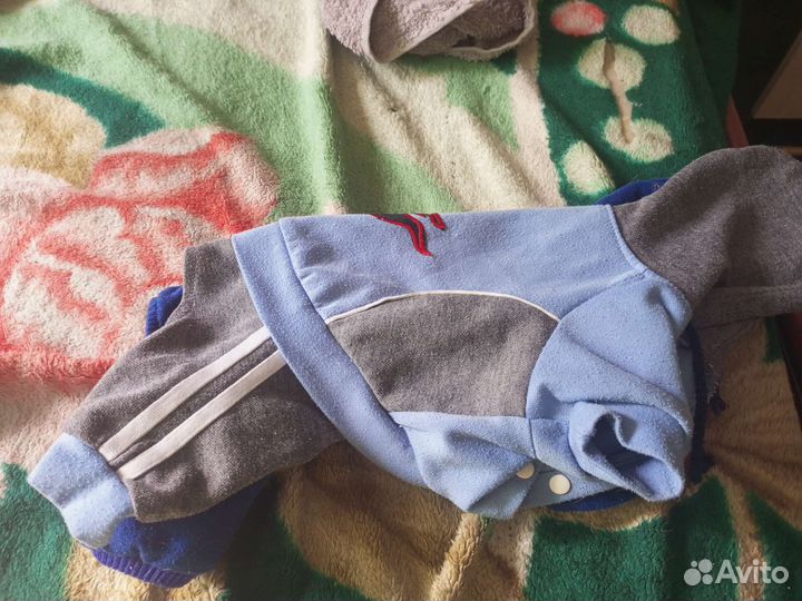 Костюм маленьких собак