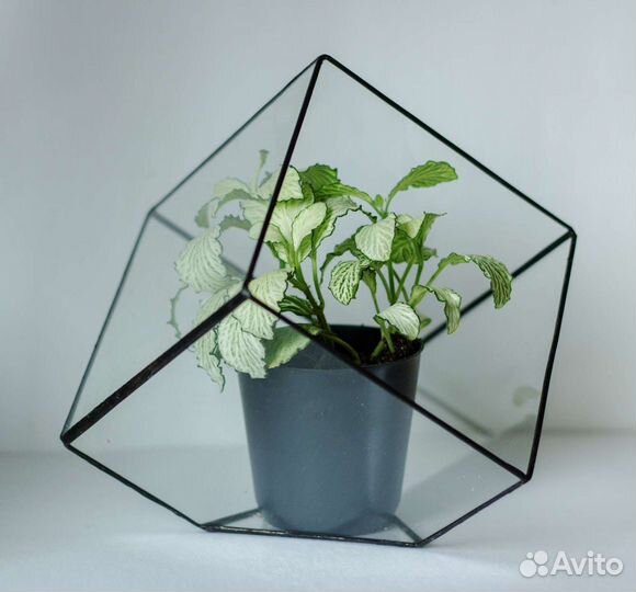 Флорариумы - геометрические формы из стекла