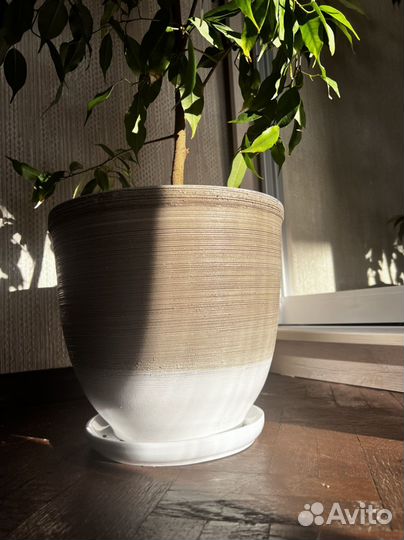 Фикус бенджамина