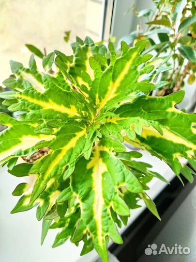 Комнатные цветы